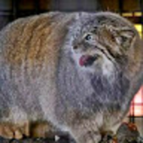 Meet your Posher, Benjamin - Picture 1 of 1